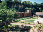 Passerini inauguró el “Refugio de las Barrancas”, un nuevo espacio donde vivirán los osos del Parque de la Biodiversidad