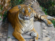 Falleció Brisa, la tigresa más longeva del Parque de la Biodiversidad