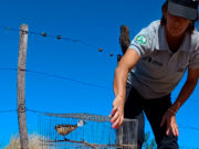 Luego de ser rehabilitadas, 16 aves retornaron a su hábitat natural