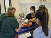 Ingresaron nueve animales rescatados del tráfico ilegal al Parque de la Biodiversidad