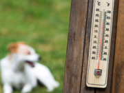 Ola de calor en la ciudad: la importancia de cuidarnos y de cuidar a las mascotas de los golpes de calor