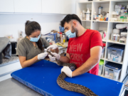 El Centro de Rescate del Parque de la Biodiversidad recibió apoyo financiero de la Provincia para fortalecer su labor