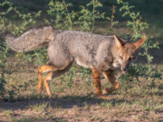 Campaña “Convivir”: cuidemos la fauna silvestre de la ciudad de Córdoba