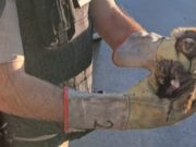 A más de 3400 kilómetros de su hábitat natural, encontraron un ejemplar de mono tití en Villa El Libertador