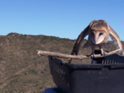 Liberaron aves alojadas y rehabilitadas en el Parque de la Biodiversidad
