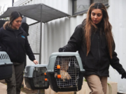 Fueron liberadas aves y otros animales alojados en el Parque de la Biodiversidad