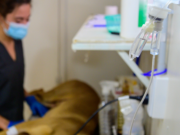 Programa Municipal de Zoonosis: en siete meses se castraron más de 10 mil animales de compañía