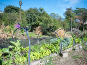 Con las huertas agroecológicas, la Municipalidad promueve la comida sana y fortalece la economía familiar