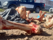 La Municipalidad de Córdoba clausuró un frigorífico que disponía restos cárnicos en la vía pública