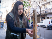 Semana del Árbol: forestaciones con árboles nativos y capacitaciones con participación abierta
