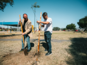 En la Semana del Árbol, la Municipalidad sumó 600 ejemplares nativos a las calles de la ciudad
