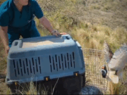 Nueva liberación de aves y ya suman 98 en lo que va del año