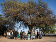 Un histórico algarrobo de San Vicente fue el primer ejemplar del nuevo Catálogo de Árboles Notables de la ciudad