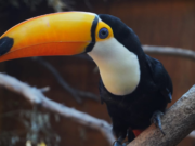 El Parque de la Biodiversidad trasladó dos Tucanes Toco a la Reserva Natural Horco Mollo de Tucumán