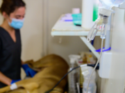 Nueva vía de comunicación para solicitar turnos para castraciones de animales de compañía en los Centros de Castraciones de la ciudad