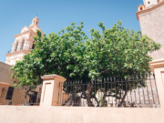 Córdoba ya registra decenas de árboles notables, protegidos y cuidados por la comunidad