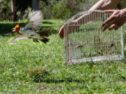 Se liberaron 26 aves que se encontraban alojadas en el Parque de la Biodiversidad