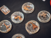 Medidas preventivas para evitar mordeduras o picaduras de animales ponzoñosos