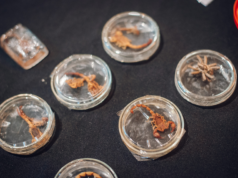 Medidas preventivas para evitar mordeduras o picaduras de animales ponzoñosos