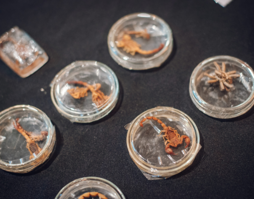 Medidas preventivas para evitar mordeduras o picaduras de animales ponzoñosos