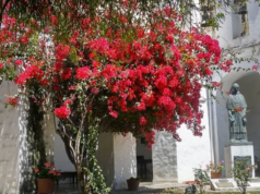 “La belleza de lo cotidiano”, una visita guiada del Museo San Alberto