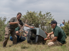 Animales rescatados del trafico ilegal y el mascotismo fueron liberados en su hábitat natural