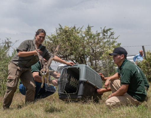 Animales rescatados del trafico ilegal y el mascotismo fueron liberados en su hábitat natural