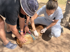 En noviembre se realizarán jornadas de vacunación antirrábica gratuitas en 10 barrios