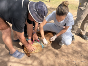 En diciembre continúa la vacunación antirrábica gratuita para perros y gatos: próximo martes en Altos de Santa Ana