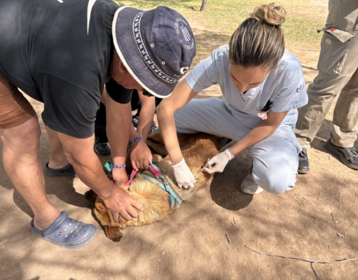 En diciembre continúa la vacunación antirrábica gratuita para perros y gatos: próximo martes en Altos de Santa Ana