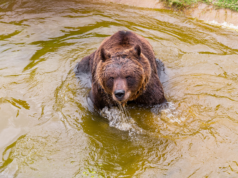 El oso Koda del Parque de la Biodiversidad padece un tumor maligno y se encuentra bajo tratamiento médico