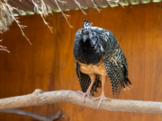 El Parque de la Biodiversidad trabaja en cuatro proyectos de conservación de especies en peligro de extinción