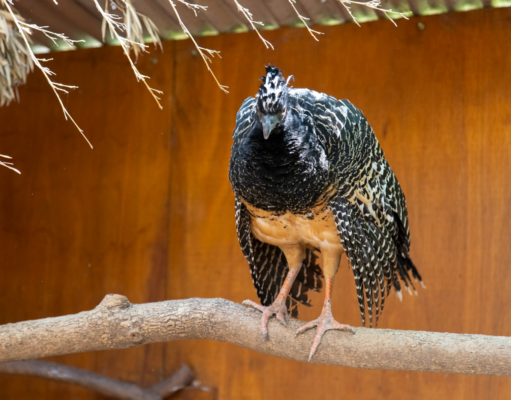 El Parque de la Biodiversidad trabaja en cuatro proyectos de conservación de especies en peligro de extinción