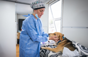 Desde mañana, vecinos podrán reservar turnos para castraciones de animales de compañía en el CPC Ruta 20