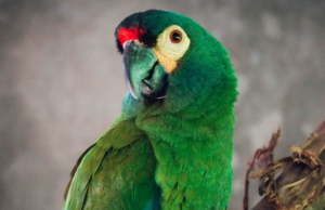 Trasladaron a un loro en peligro crítico de extinción en Argentina a la reserva Puente Verde en Misiones