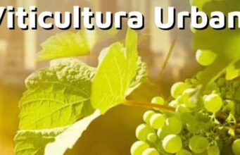 La Universidad Libre del Ambiente lanza su primer seminario de Viticultura Urbana La Universidad Libre Del Ambiente Lanza Su Primer Seminario De Viticultura Urbana